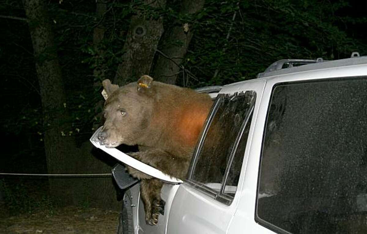 Hungry Yosemite bears zero in on minivans