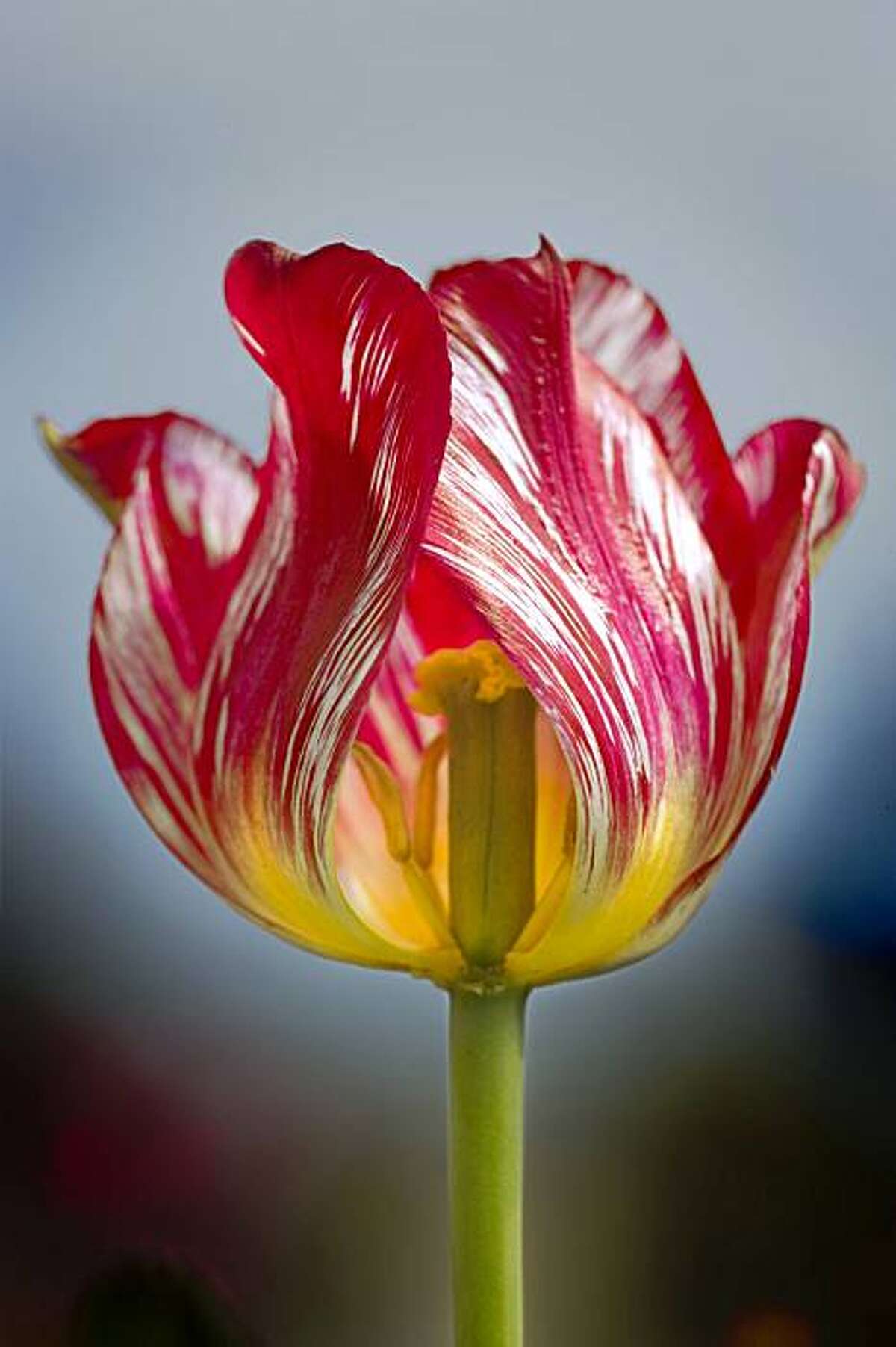 Documentary on Pollan's 'The Botany of Desire'