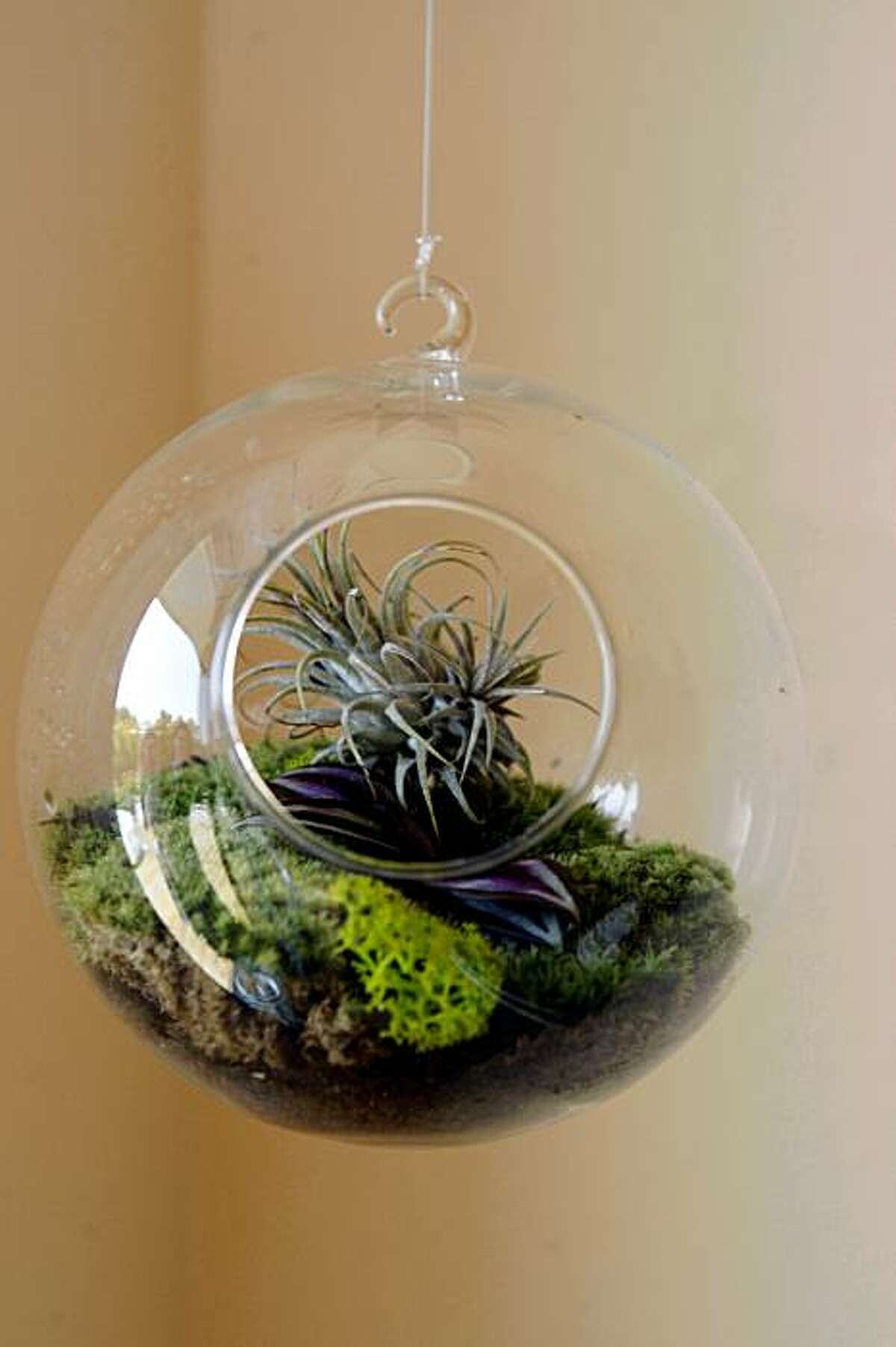 A hanging terrarium called "Suspended Serenity" made by artist Kat Geiger in Oakland, Calif., on Wednesday, August 19, 2009.
