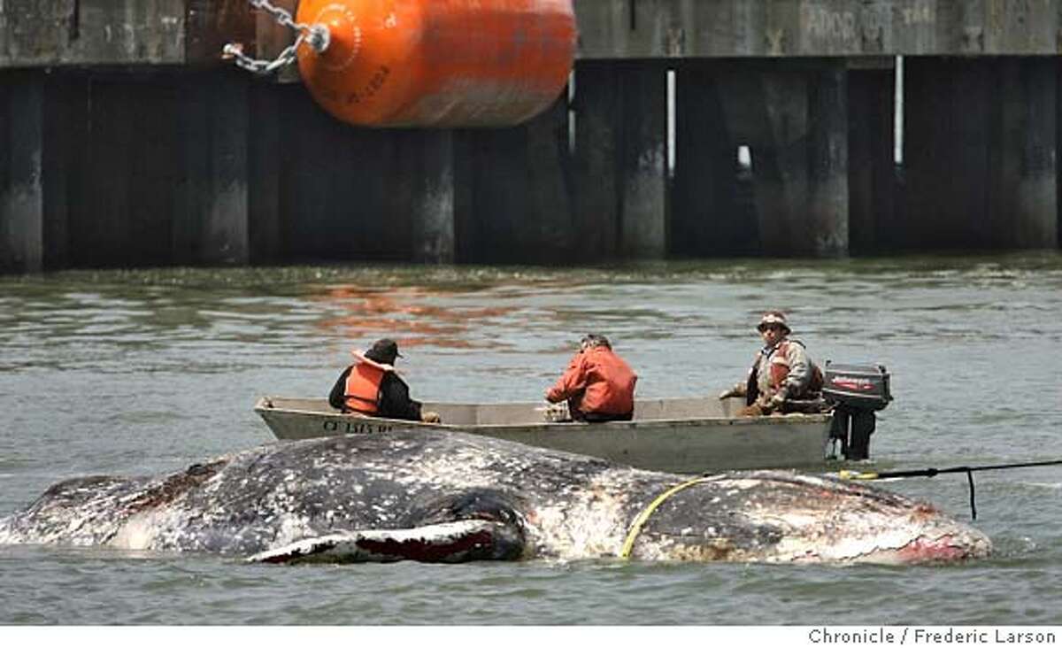 A small tug boat pulled the body of a dead whale from beneath Pier 27 in San Francisco, Calif. on May 9, 2008. The whale was discovered under the pier on May 8, 2008. Photo by Frederic Larson / San Francisco Chronicle