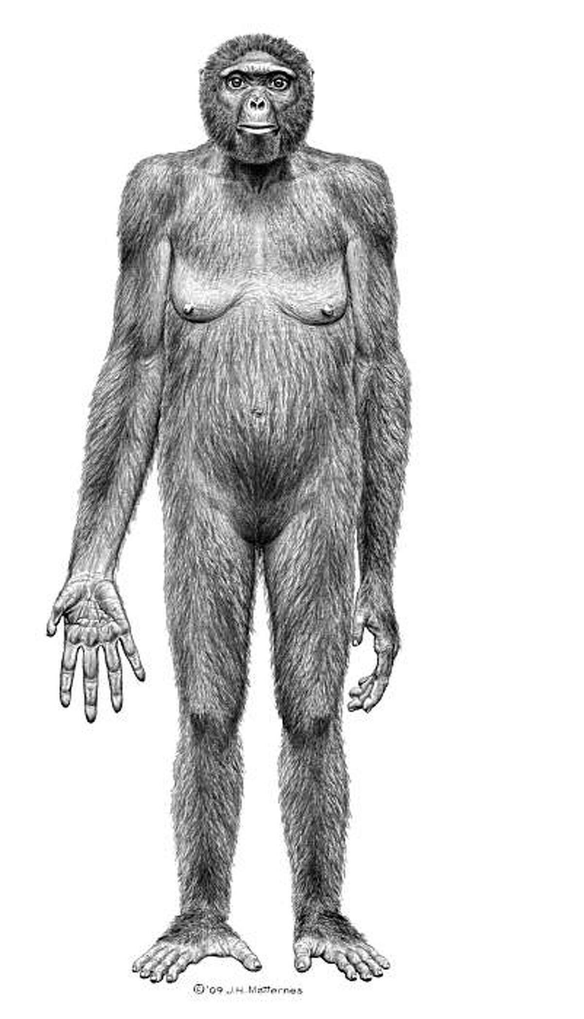 This image released October 1, 2009 by "Science" shows the probable life appearance in anterior view of Ardipithecuss ramidus("Ardi"). In a special issue of Science, an international team of scientists has for the first time thoroughly described Ardipithecus ramidus, a hominid species that lived 4.4 million years ago in what is now Ethiopia. This research, in the form of 11 detailed papers and more general summaries, will appear in the journal’s October 2, 2009 issue. AFP PHOTO/HO/SCIENCE/J.H. Mattemes = RESTRICTED TO EDITORIAL USE = No ARCHIVES = (Photo credit should read HO/AFP/Getty Images)