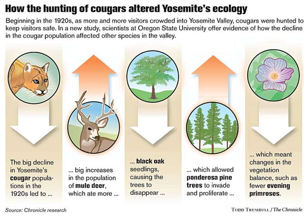 How the hunting of cougars altered Yosemite's ecology. Chronicle graphic by Todd Trumbull