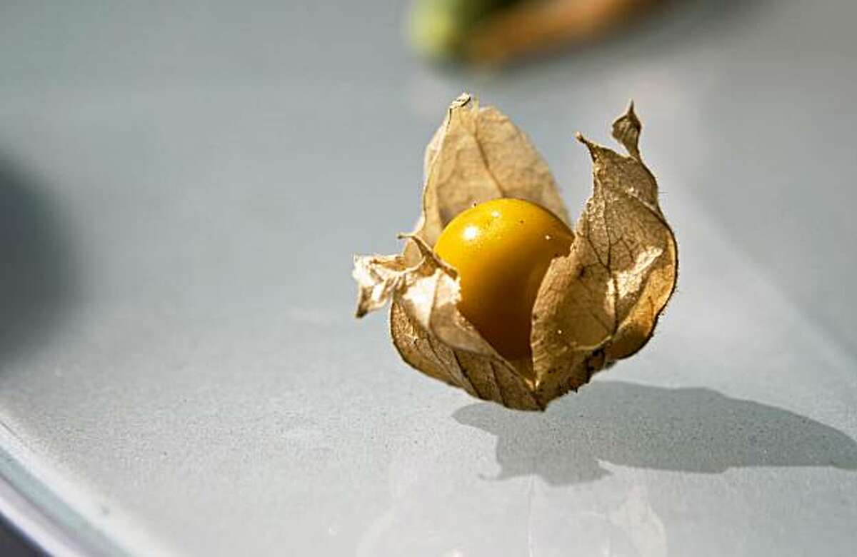 A ground cherry harvested at the Chronicle rooftop garden in San Francisco, Calif., on Friday, Sept. 18, 2009.