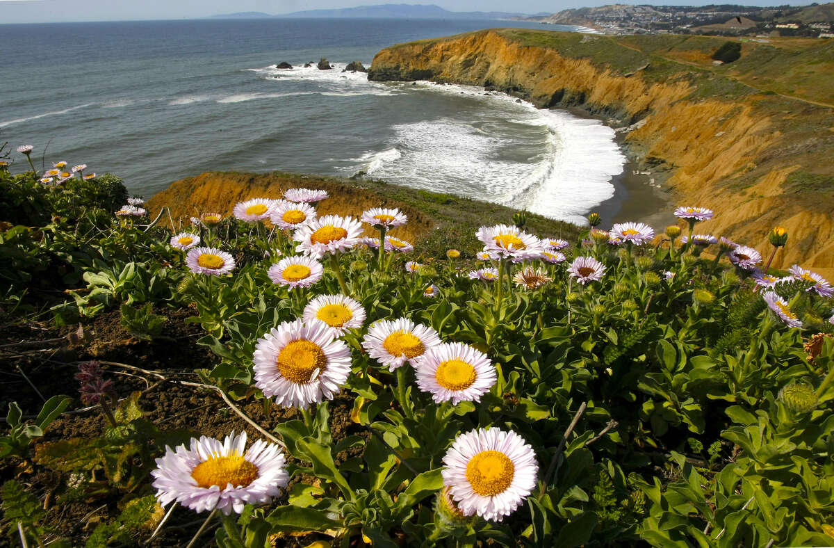 Where to see the Bay Area's wildflowers