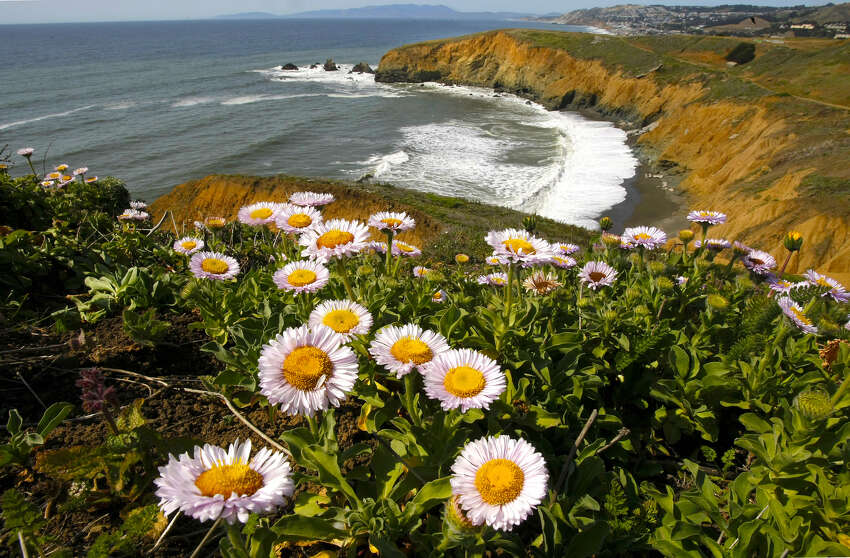 Morro Bay Wildflowers Best Flower Site