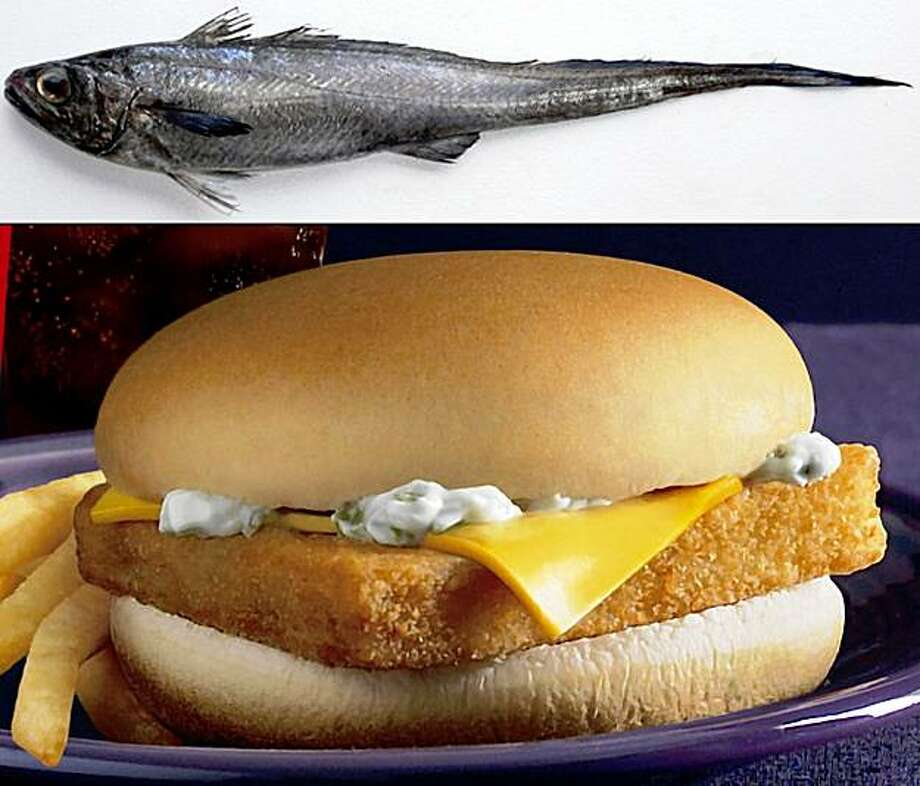 'Sustainable' hoki fish shows signs of decline - SFGate