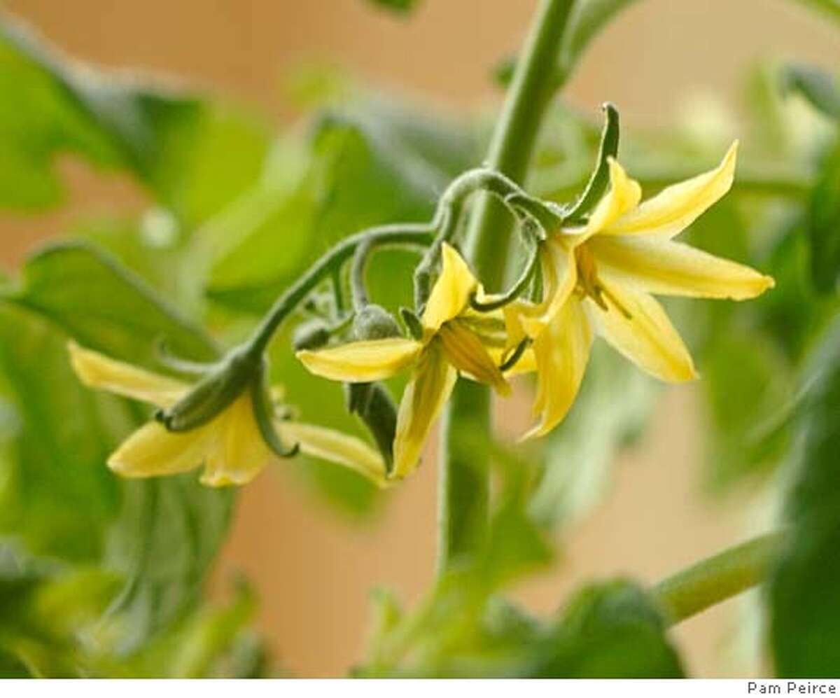 Indoor tomato plants prone to infestations