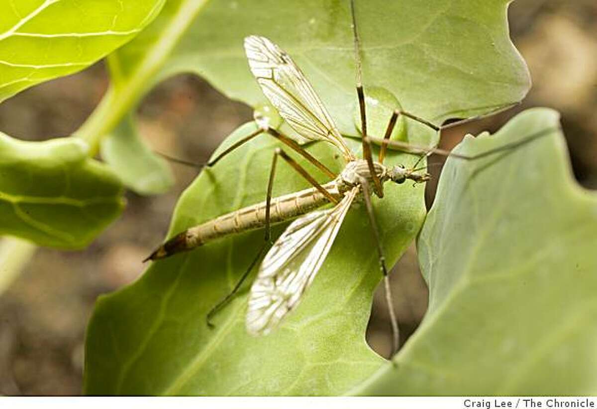 Bugging Out Beyond Pesticides Vintners Who See Insects As