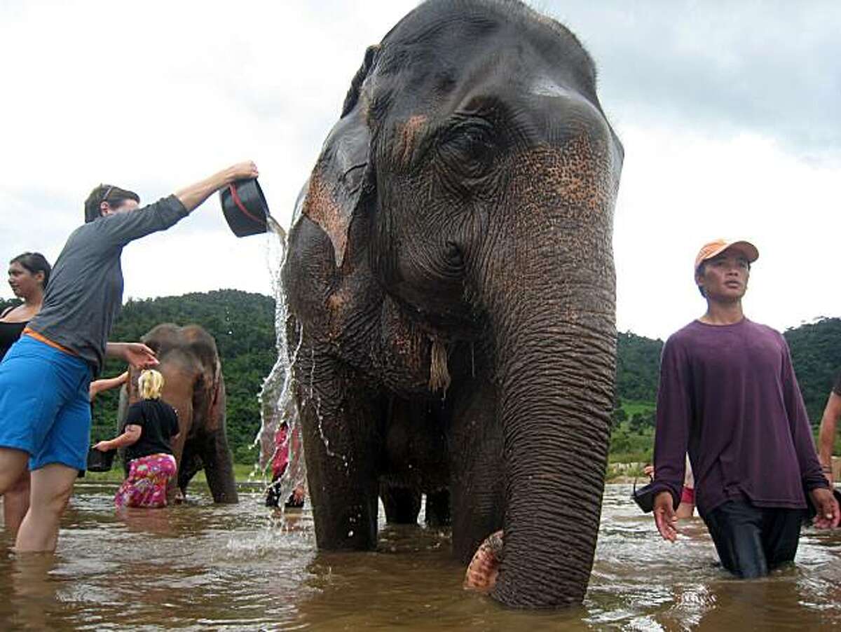 Visitors bathe elephants in a river in the Mae Taeng Valley at the Elephant Nature Park in Chiang Mai province, Thailand on August 15, 2008.