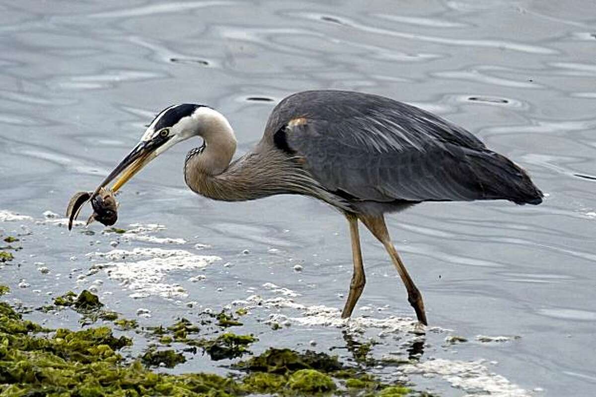 Monterey Bay Birding Festival