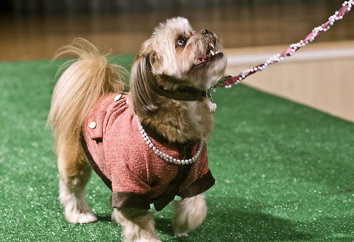 Haute Dog fashion show brings out prime pooches