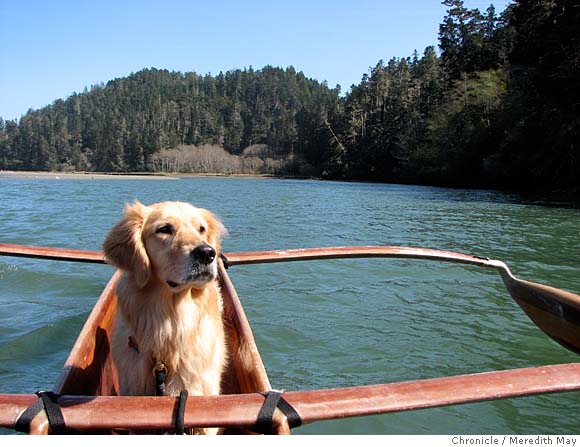 Mendocino the place to take dog for a paddle