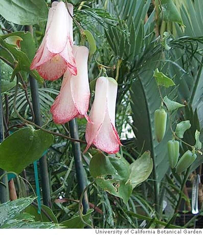 Chilean bellflower Flowers with some flair SFGate