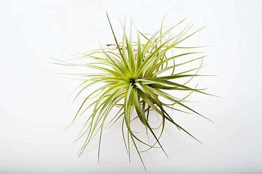 Air plants can grow without soil SFGate