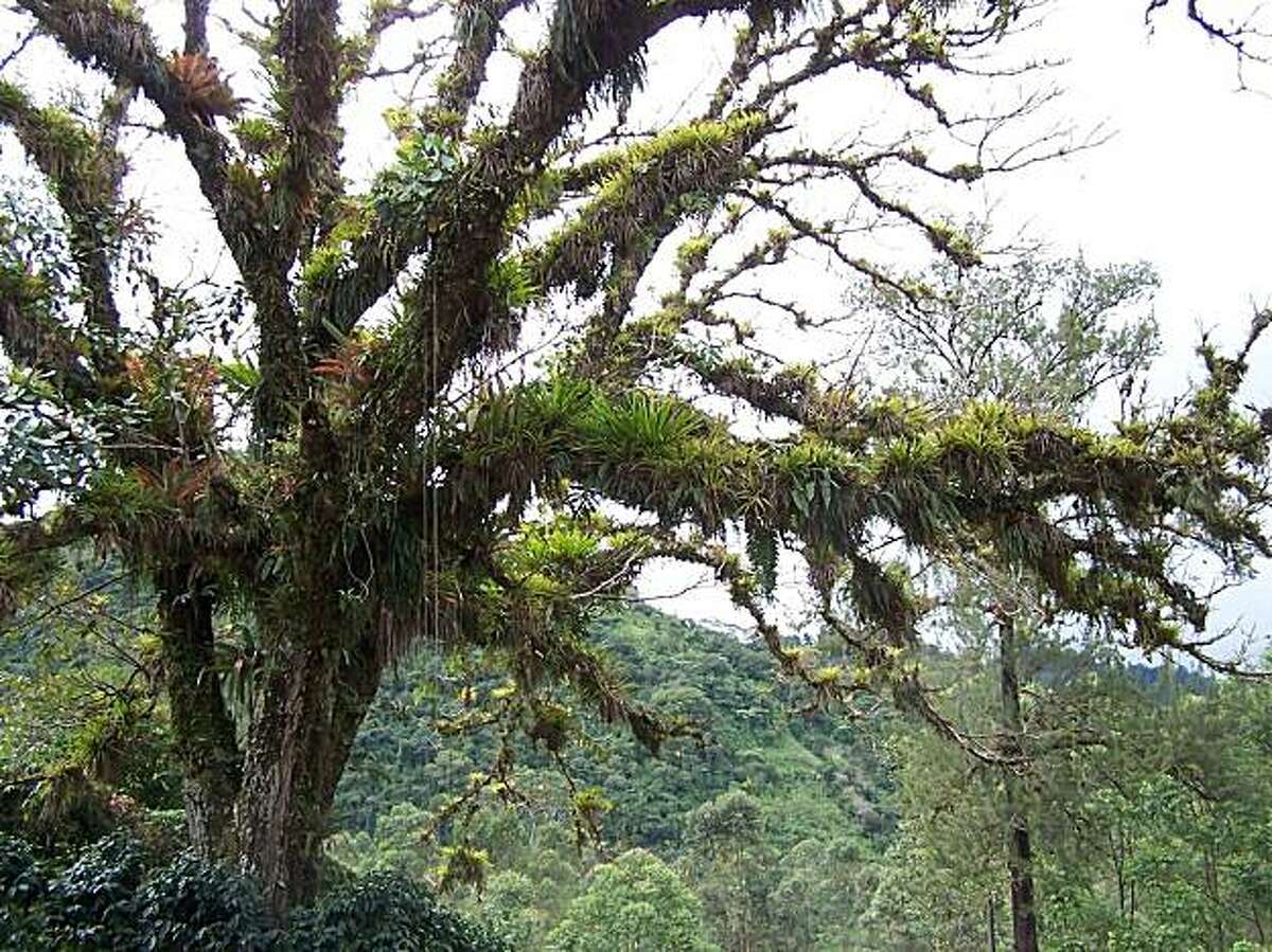 Air plants can grow without soil