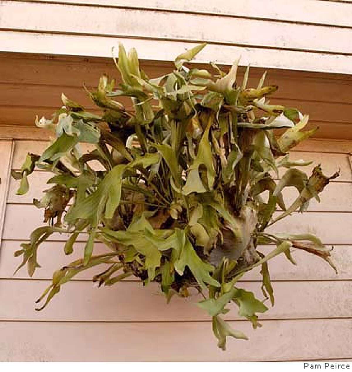 Staghorn ferns need drenching, not misting