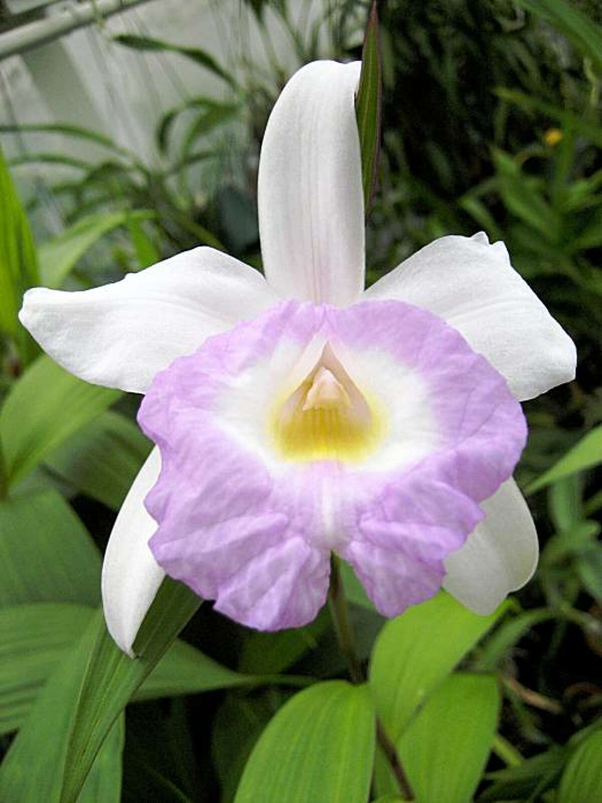 Pick of the Week: Sobralia orchids