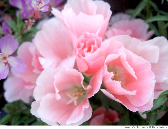 How to Grow Satin Flower (Clarkia amoena)