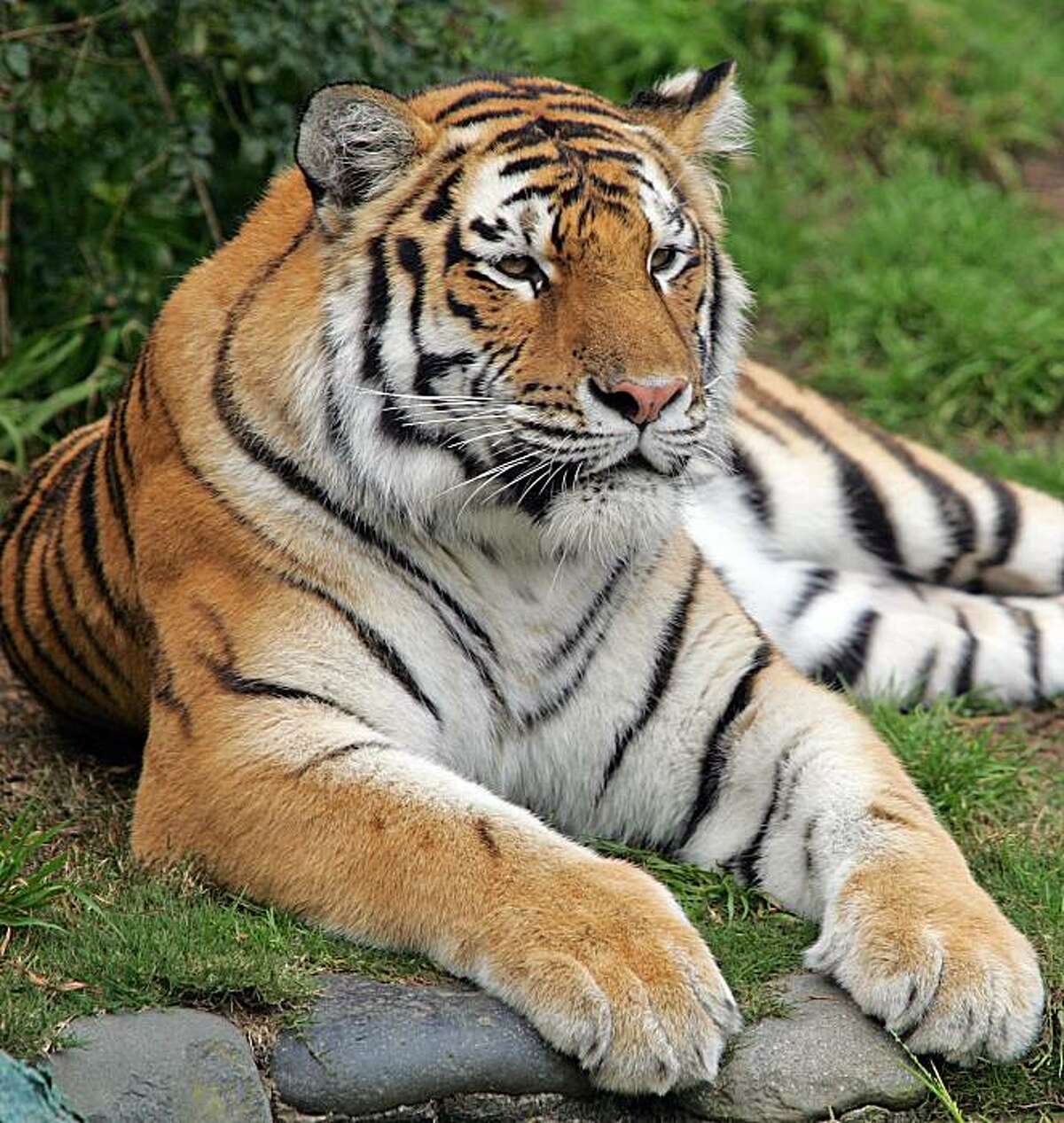 * FILE ** This undated file photo provided by the San Francisco Zoo shows Tatiana, a female Siberian tiger. Tatiana, the tiger that mauled a zookeeper last year escaped from its pen at the San Francisco Zoo on Tuesday Dec. 25, 2007, killing one man and injuring two others before police shot it dead, authorities said. (AP Photo/San Francisco Zoo, File)