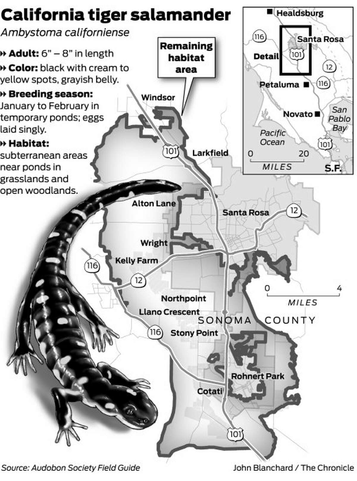 Sonoma salamander battle expected to heat up