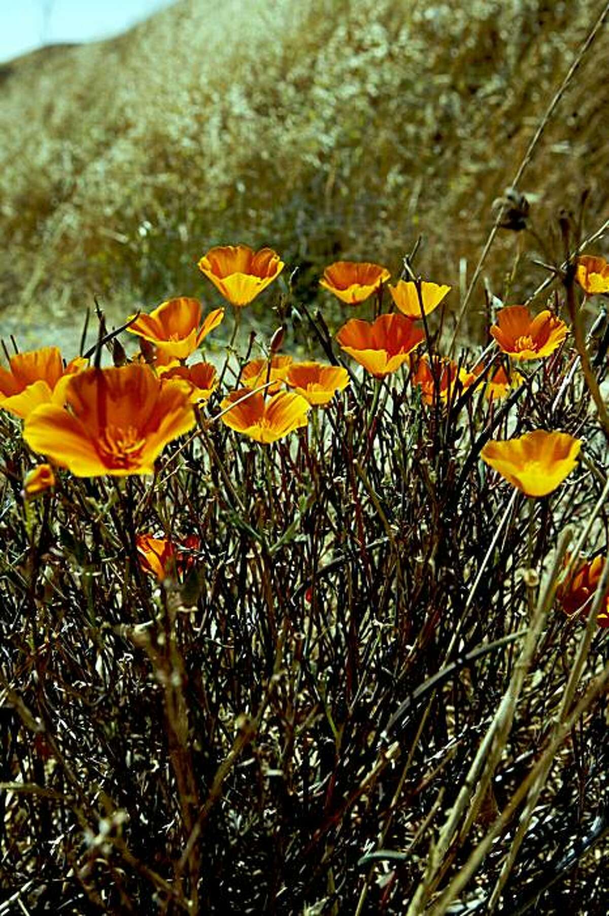Wild California poppies growing on the newly acquired parcel of land negotiated by the Muir Heritage Land Trust in Hercules, Calif. on Thursday, Aug. 7, 2008.