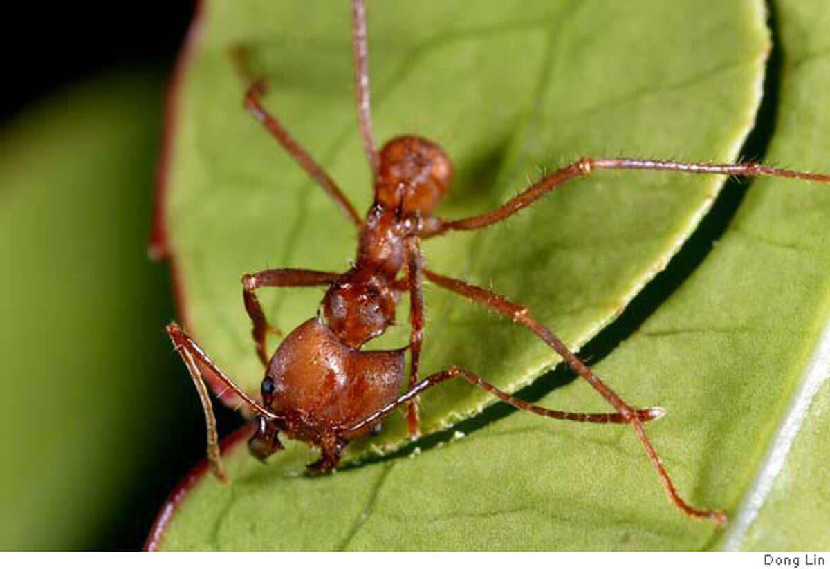 Leafcutter ants world's first farmers