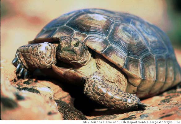 Tortoises give way to tanks in desert