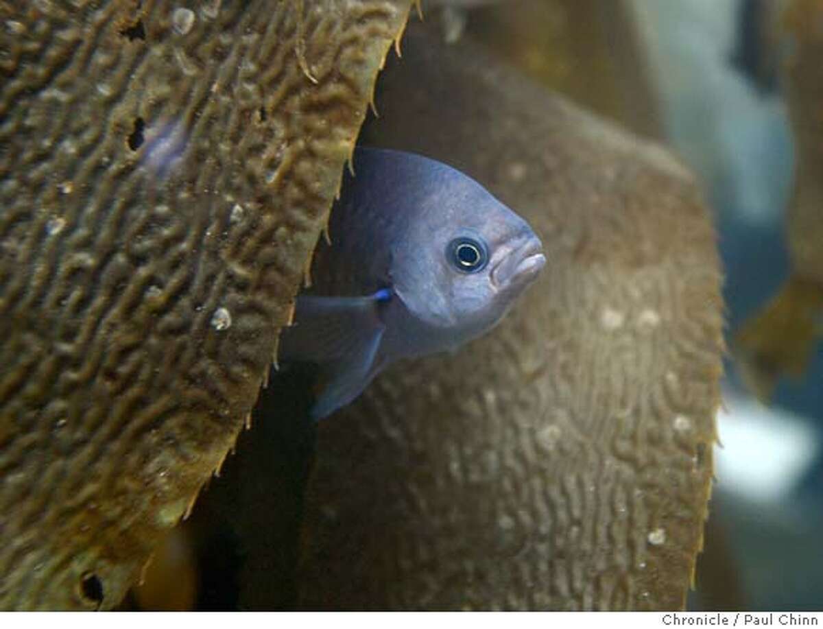 New look for Monterey Aquarium Splash Zone