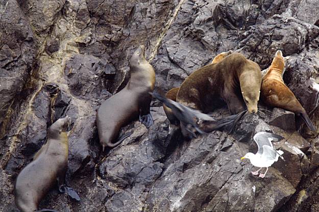 30 years alongside sea lions in the San Francisco Bay - ABC7 San Francisco