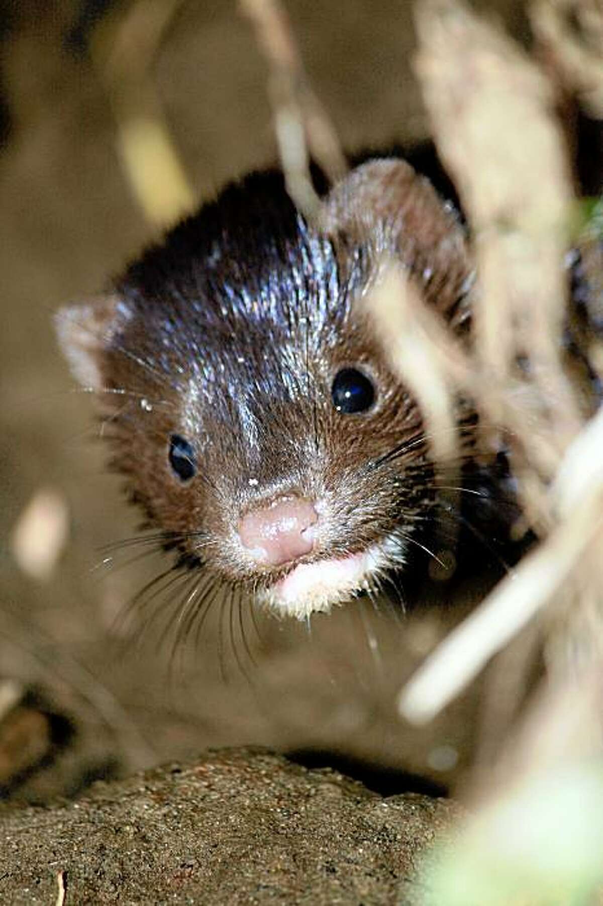 A baby mink hides in a muskrat hole on July 28, 2009 in Martinez, Calif. A family of minks has joined the famed beavers of Alhambra Creek in downtown Martinez. There's a mother mink and four babies.