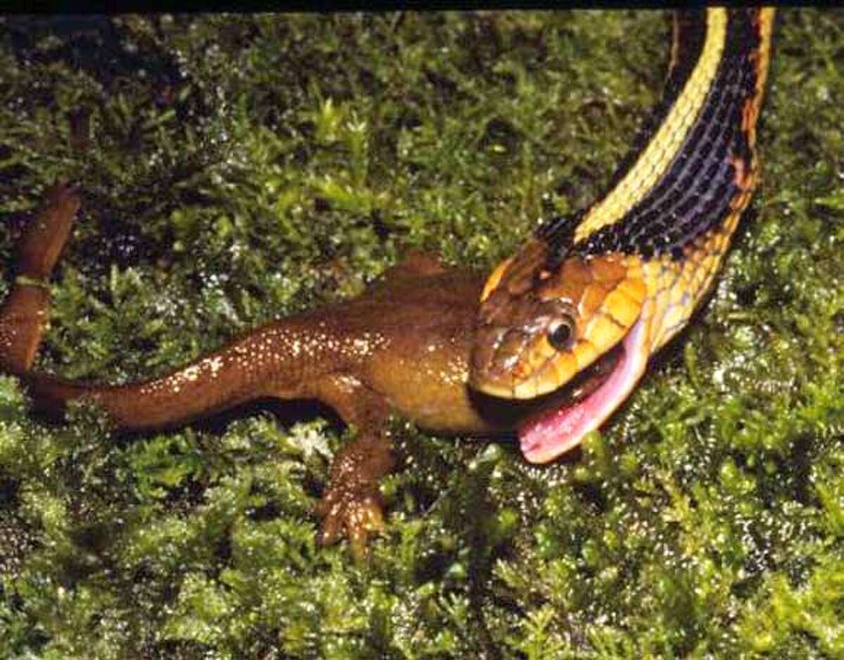 Garter snakes out evolve food prey newts