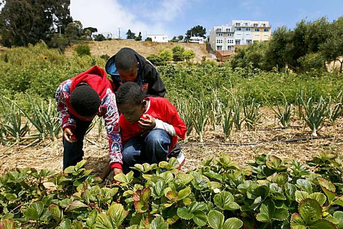 Marquise Brown, Christian Elmore and Robert Davis (L to R) pick strawberries at the Alemany Farms urban garden in San Francisco, Calif., on Thursday, July 16, 2009. The sprawling garden takes up over 4 1/2 acres and is partly on land owned by the city Recreation and Park department and the Housing Authority.