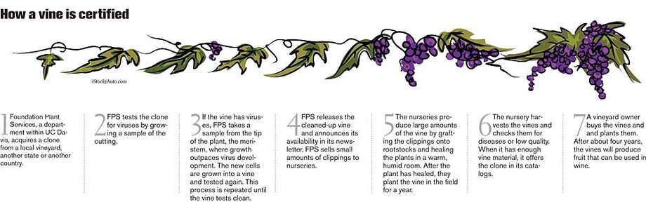 California Winemakers Depend On A Smattering Of Nurseries To Keep California Winemakers Depend On A