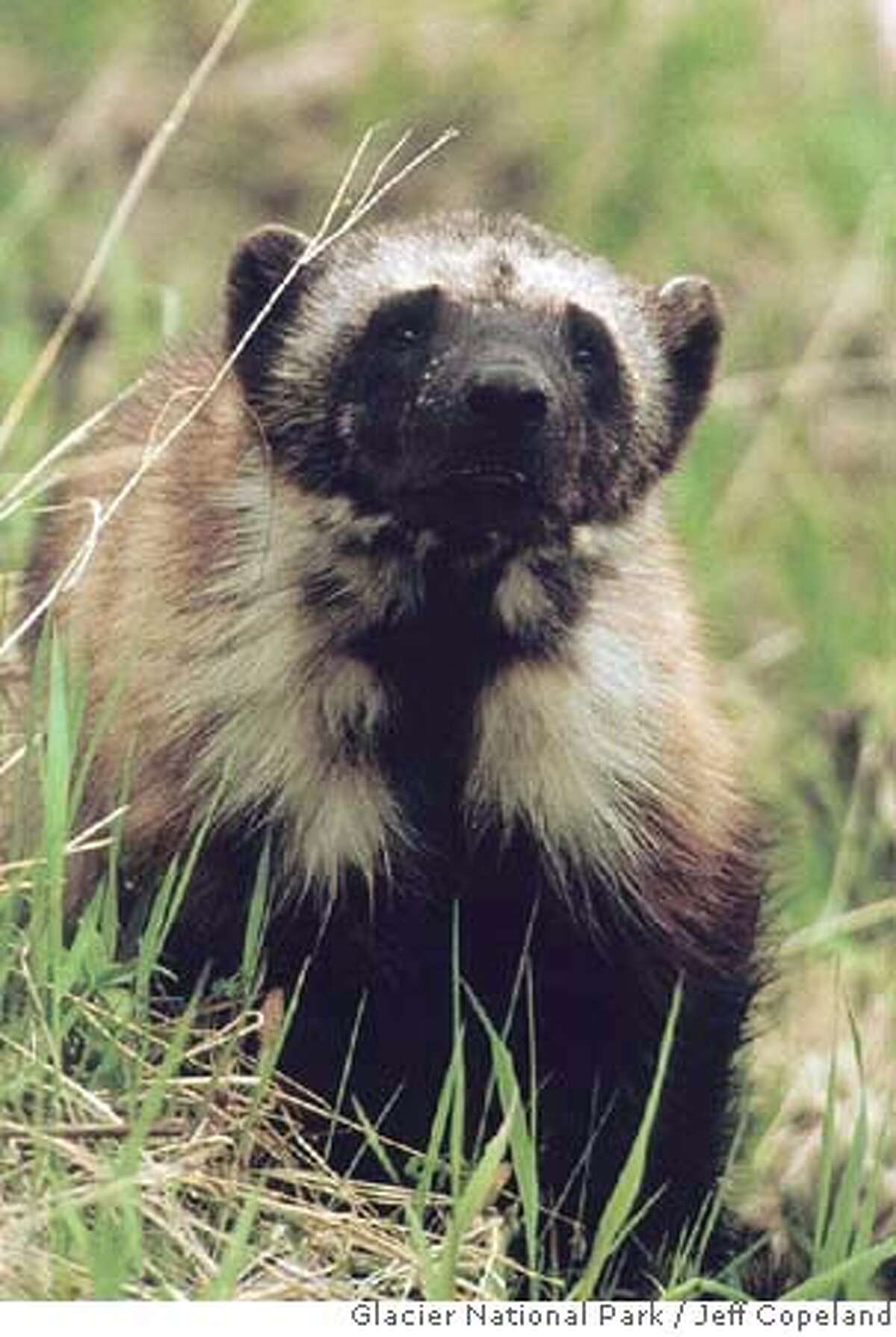 ###Live Caption:This undated photo shows a wolverine in Glacier National Park in Montana, taken by biologist Jeff Copeland. (AP Photo/Glacier National Park, Jeff Copeland, via The Missoulian) ** NO SALES **Ran on: 02-05-2006 The wolverine may not be a solitary scavenger after all, according to the latest research.###Caption History:** ADVANCE FOR THE WEEKEND, JAN. 4-5 ** This undated photo shows a wolverine in Glacier National Park in Montana, taken by biologist Jeff Copeland. (AP Photo/Glacier National Park, Jeff Copeland, via The Missoulian) ** NO SALES **Ran on: 02-05-2006 The wolverine may not be a solitary scavenger after all, according to the latest research.###Notes:###Special Instructions:ADVANCE FOR THE WEEKEND, JAN. 4-5, IMAGE PROVIDED BY JEFF COPELAND, NO SALES