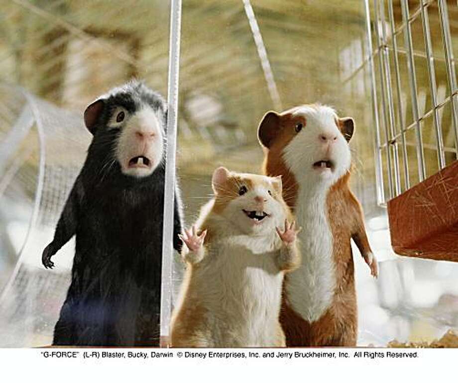 11 Things Guinea Pigs Vs Hamsters Sfgate