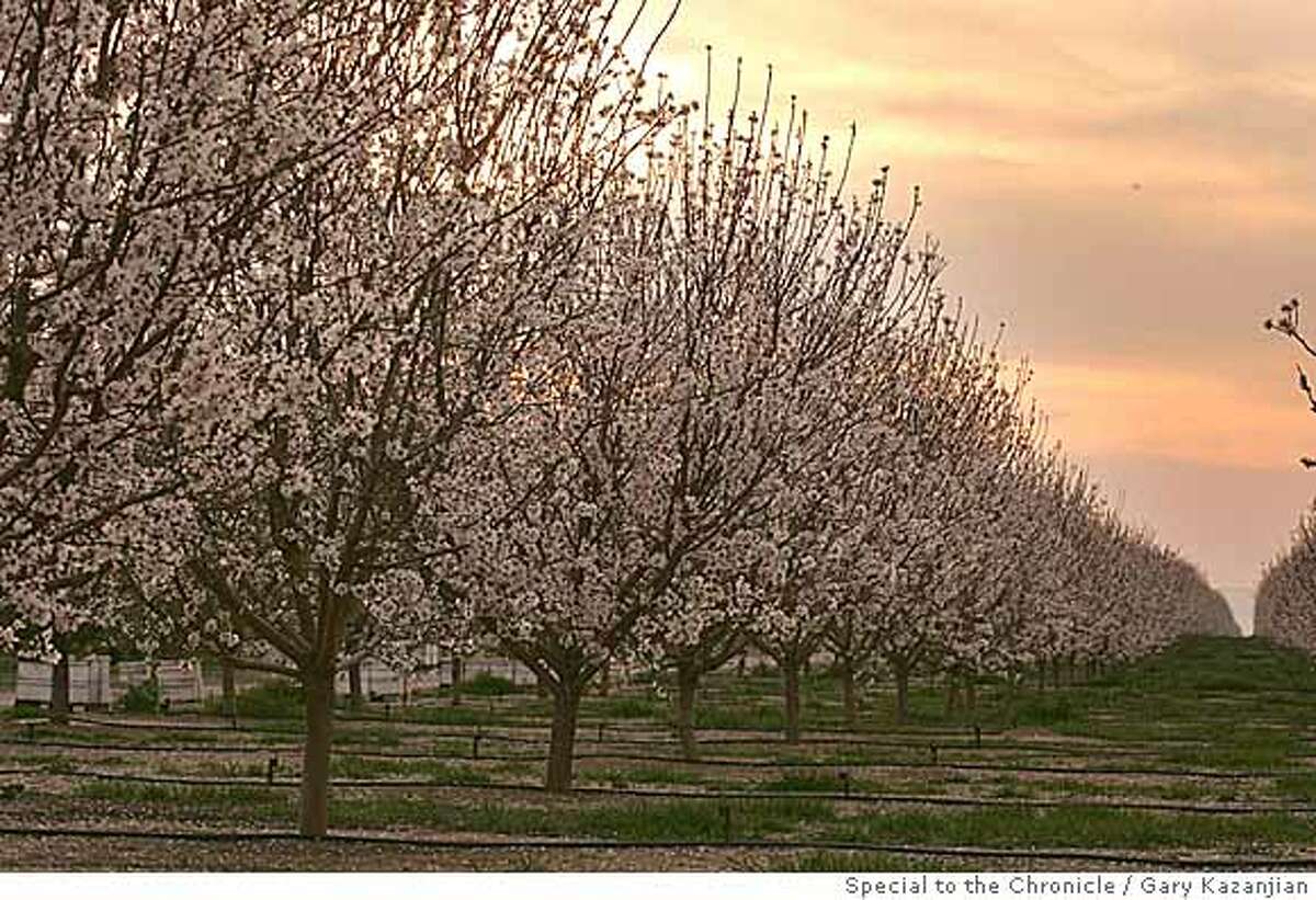 Paramount Farms almond orchard is shown Friday, March 7, 2008 in Lost Hills, Calif. Agribusiness tycoon Stewart Resnick owner of Paramount Farms, Inc is concerned over a voracious moth that is threatening his almond crop. Photo by Gary Kazanjian / Special to the Chronicle Ran on: 03-08-2008 Paramount Farms almond orchard in Lost Hills (Kern County) is owned by a firm whose holdings include the maker of the pheromone CheckMate. Ran on: 03-08-2008 Paramount Farms almond orchard in Lost Hills (Kern County) is owned by a firm whose holdings include the maker of the pesticide CheckMate.