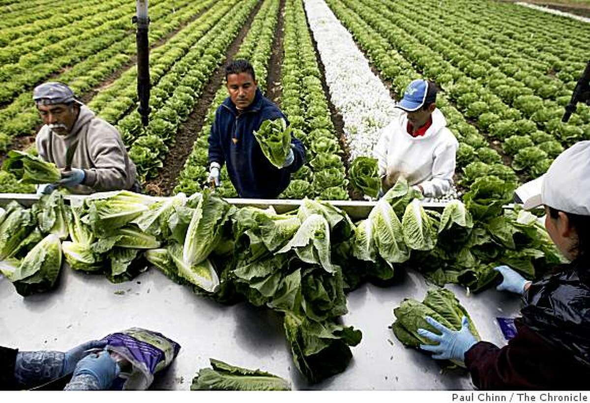 Farm workers harvest and package hearts of romaine lettuce to be shipped directly to market at Lakeside Organic Gardens Farm in Watsonville, Calif., on Wednesday, July 1, 2009.