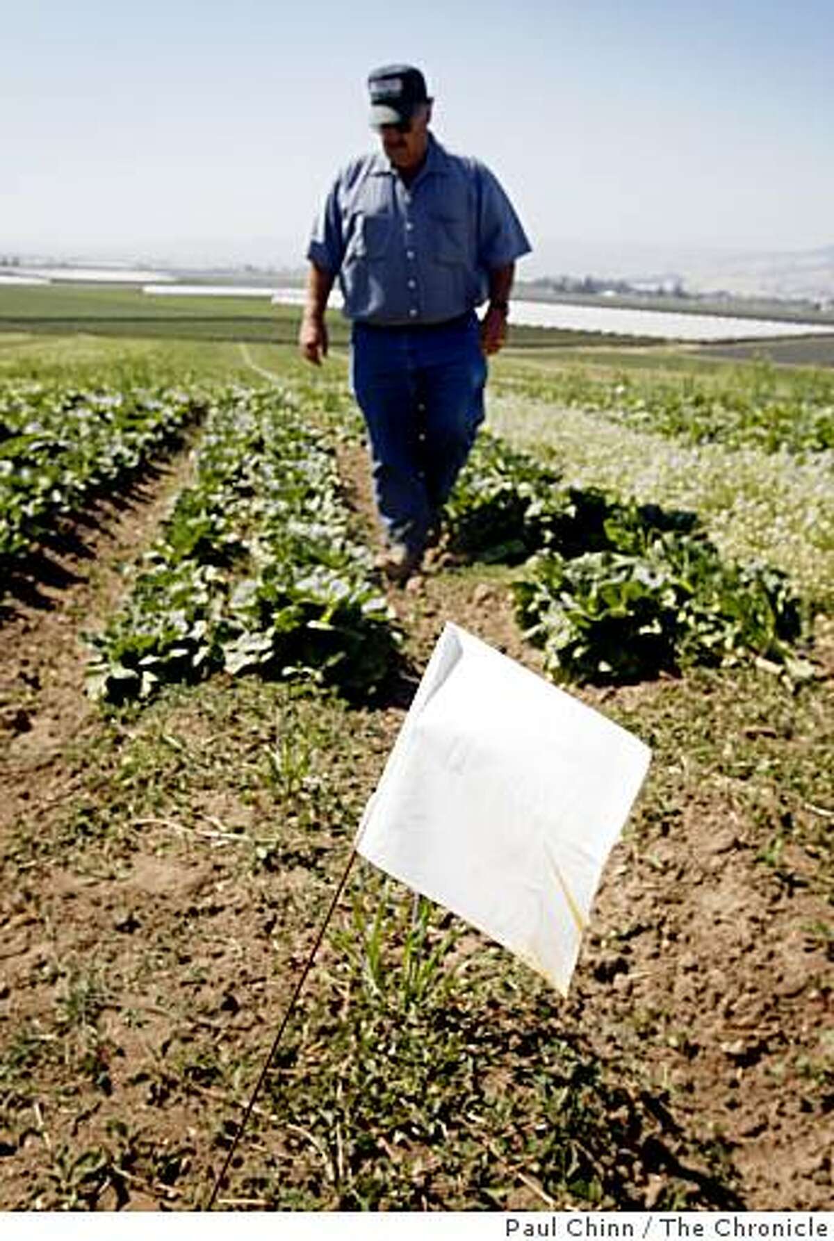 Organic farmer Dick Peixoto walks through an unharvested section of a lettuce field at Lakeside Organic Gardens Farm in Aromas, Calif., on Thursday, July 2, 2009. White flags mark the areas that can't be harvested as a precaution to prevent e. coli contamination after a deer was spotted wandering through the field a few weeks ago.