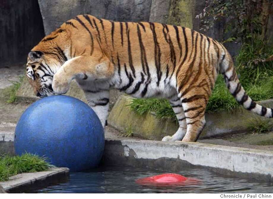 S.F. Zoo's big cats return to outdoor grottos - SFGate