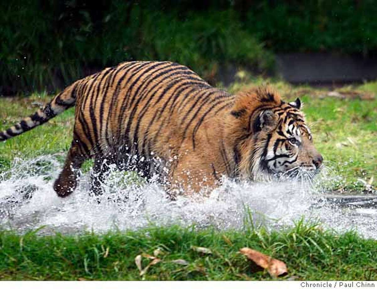 S.F. Zoo's big cats meet people again