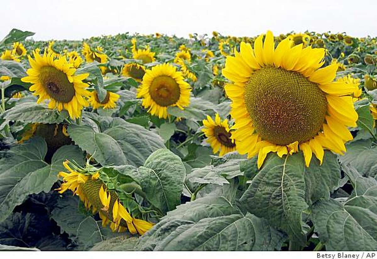 How to grow a sunflower house