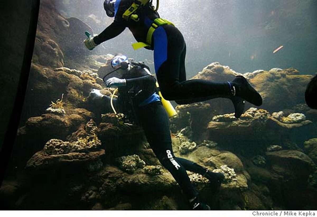 Corals begin arriving at Academy of Sciences