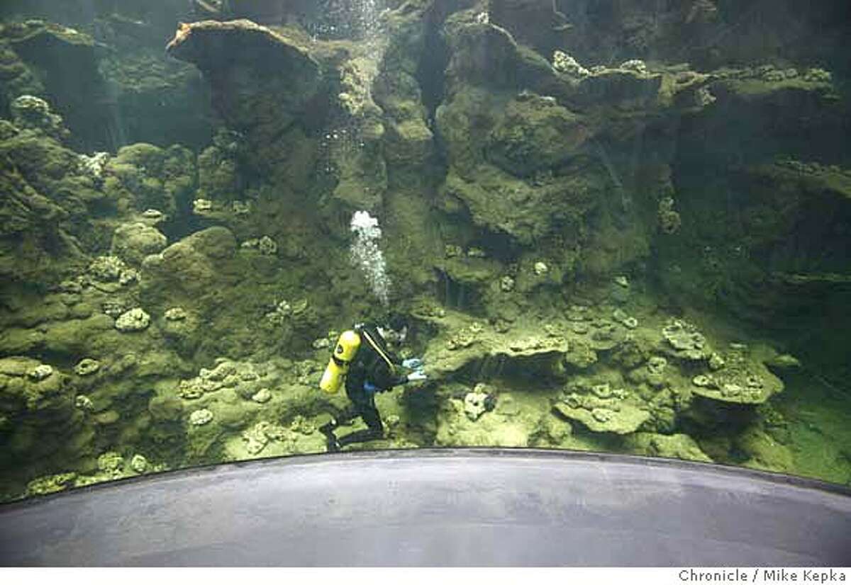 Corals begin arriving at Academy of Sciences