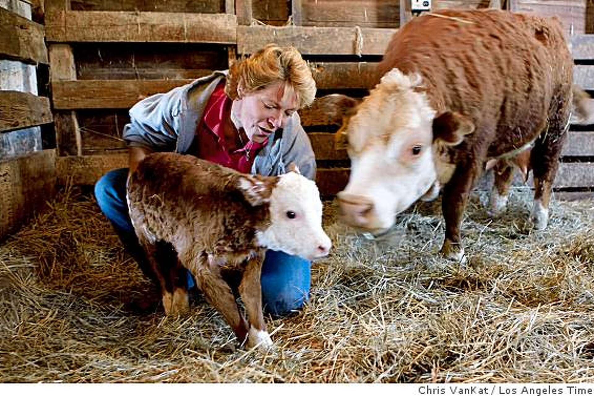 Minicows now at home on the range