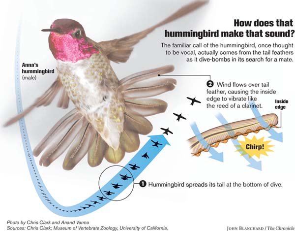 How hummingbirds chirp: It's all in the tail