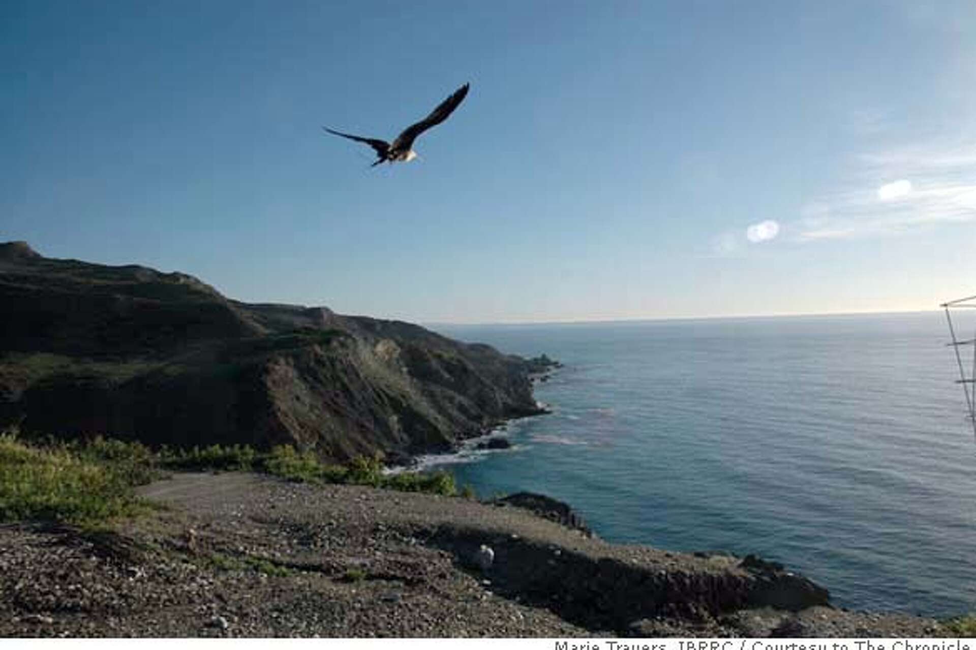 Rescued frigatebird freed on Catalina Island