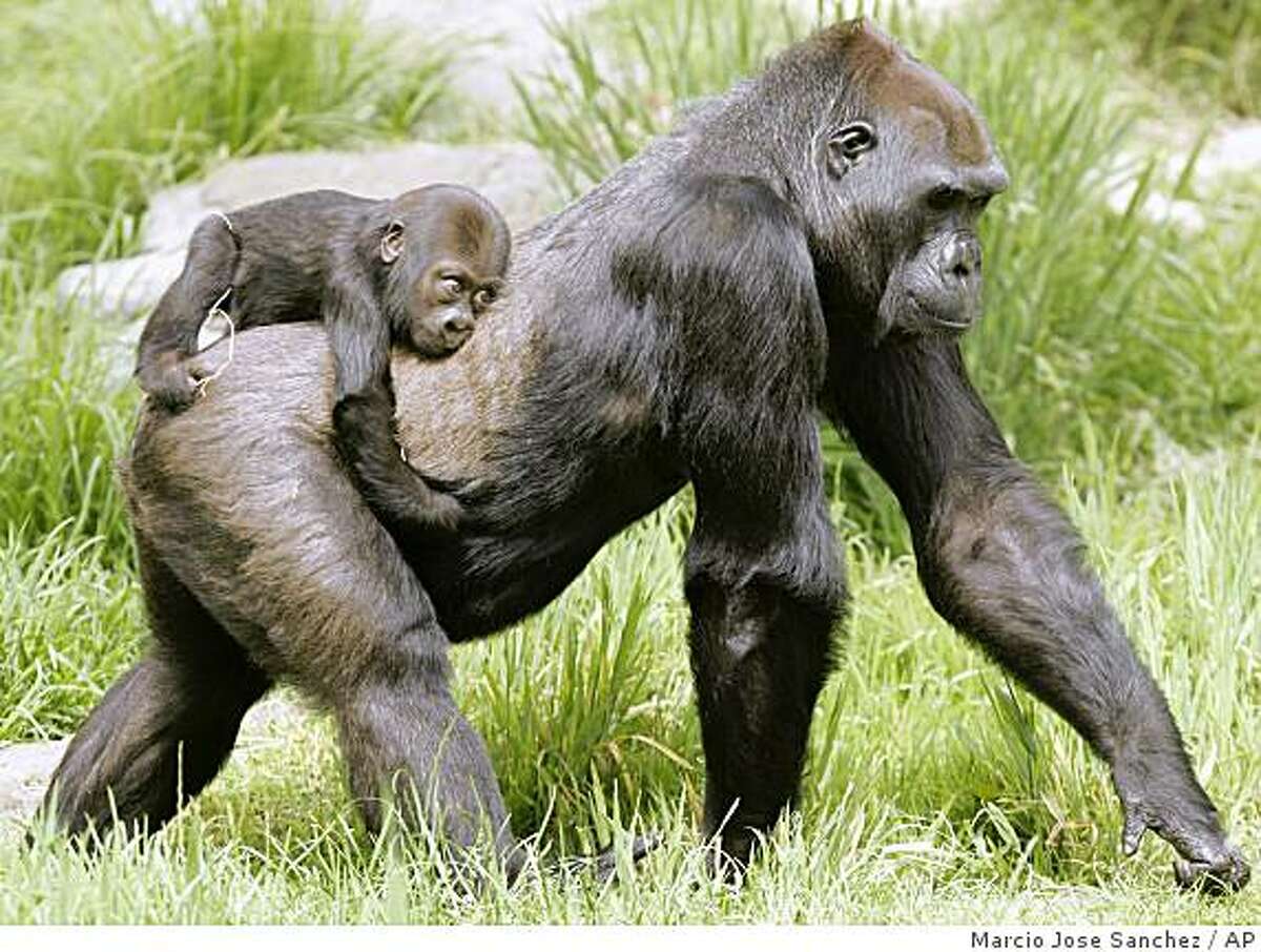 Hasani, a six-month old western lowland gorilla, rides in the back of his surrogate mother Bawang at the San Francisco Zoo in San Francisco, Friday, June 5, 2009. Hasani, who's name means "handsome" in Swahili, is the first gorilla born in captivity at the zoo in 11 years. Bawang, who's 29 years old, became the baby gorilla's surrogate mother after his birth mother Monifa showed no interest in raising him. The western lowland gorilla's natural habitat is in Central Africa. It is currently on the critically endangered list. (AP Photo/Marcio Jose Sanchez)