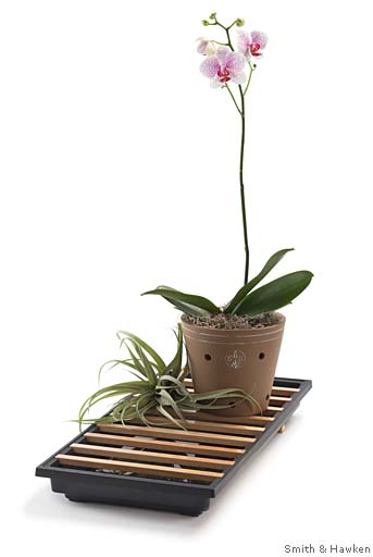 Smith & Hawken offers exclusive orchids