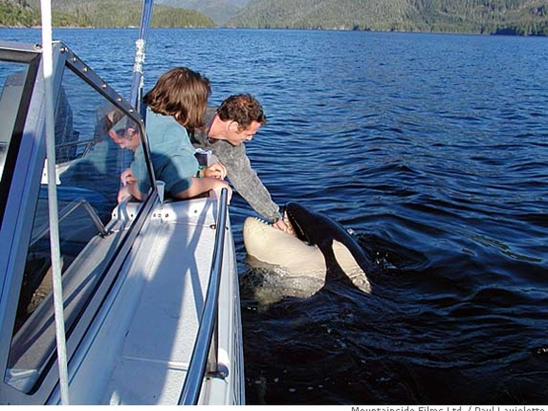 'Saving Luna' documents lost baby killer whale's struggle