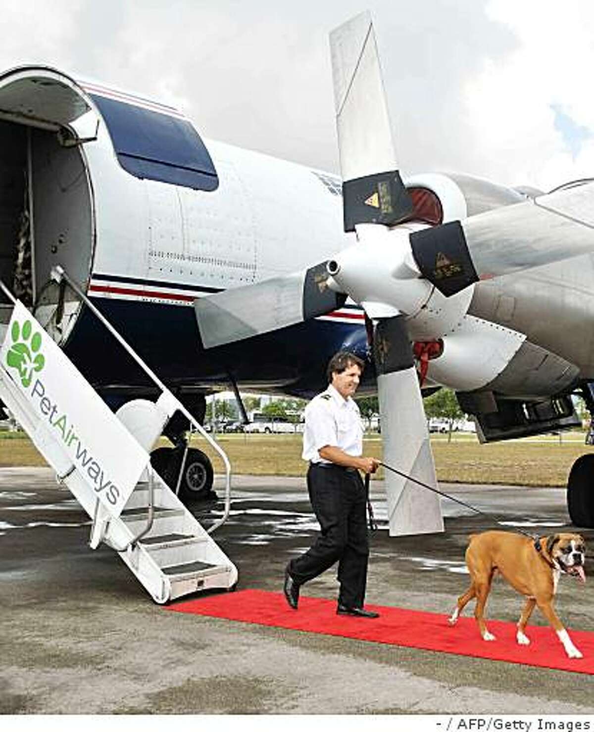 How to ensure safe, smooth travel for pets